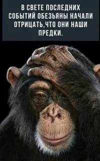 Пара повторила танец двух попугай