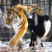 Можно вспомнить козла Тимура и тигра  Амура?