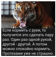 Девушка сняла доказательства, что большие кошки такие же милые, как и маленькие