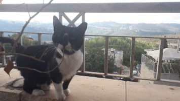 Был у друзей в гостях – к ним во двор приходила кисюлина.  (Фото 1.)
Потом, когда про неё спросил, говорили, что стала в дом захаживать, если открыто было.   (Фото 2.)
Теперь она у них живёт! Эльзой зовут.  (Фото 3.)