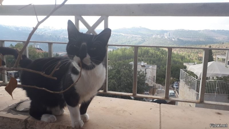 Был у друзей в гостях – к ним во двор приходила кисюлина.  (Фото 1.)
Потом, когда про неё спросил, говорили, что стала в дом захаживать, если открыто было.   (Фото 2.)
Теперь она у них живёт! Эльзой зовут.  (Фото 3.)