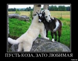 Невероятные парочки: 20 неожиданных, но очаровательных примеров дружбы среди животных