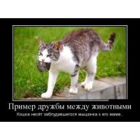 Невероятные парочки: 20 неожиданных, но очаровательных примеров дружбы среди животных