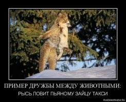 Невероятные парочки: 20 неожиданных, но очаровательных примеров дружбы среди животных