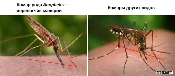 То есть, пока эта с.у.к.а не укусит - определить малярийный он или нет - не получится?