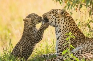 обязательно встретятся.. котята свистят так, что мама за километры услышит..