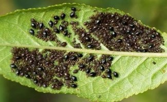 Черножопые-это тля, которая пожирает и засирает все где заводится! Если не выведем, останемся в одном говне!