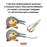 Потому что твой язык не пропущен вокруг мозга