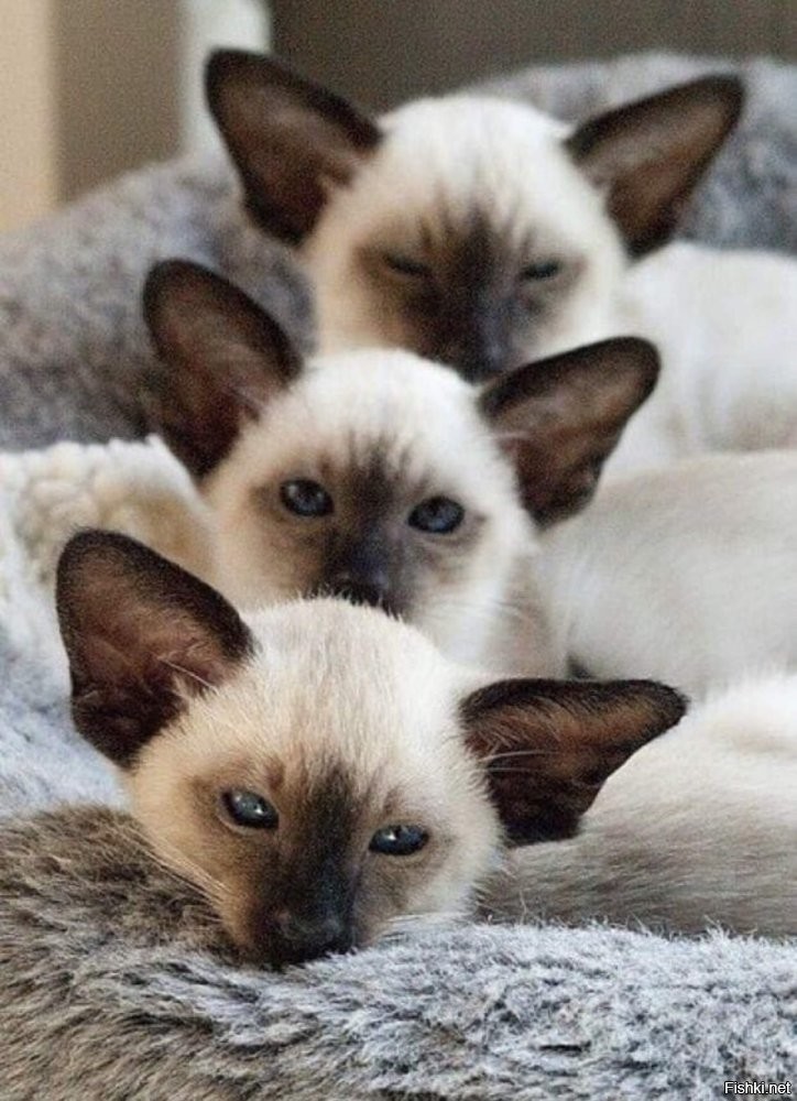 Солянка от 21.07.2025