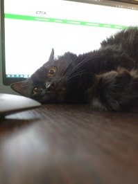 Экая сладкая морда! У нас такой же)