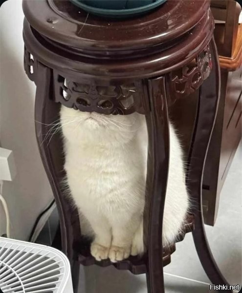 В смысле плохо? А где кот? Кто-то видел кота?..