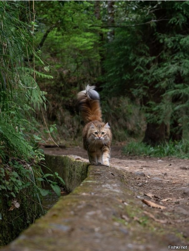 Солянка от 21.07.2025