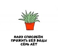 Брехня. За месяц загнулся. Возможно где-то в дикой природе, за счёт длинного корня... но точно не дома в горшке.