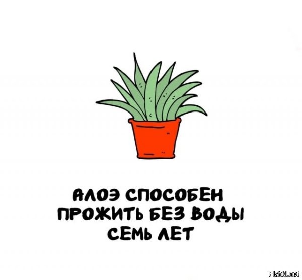 Брехня. За месяц загнулся. Возможно где-то в дикой природе, за счёт длинного корня... но точно не дома в горшке.