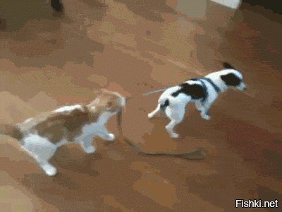 Шарик, итить твою налево!
И так последний корм из миски доедаем, а тебе прям очень в этот магазин надо. Оштрафуют ведь больше, чем ты весишь!