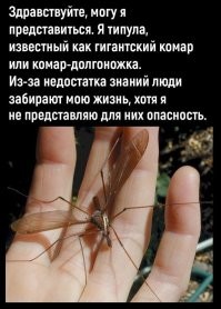Малярийный комар: всё, что надо знать, чтобы не бояться и навсегда закрыть эту тему
