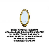 А как самки голубя заневоливают партнёра?