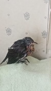 У меня дома тоже вот это чудо курятину ест ....правда на пелкие кусочки радербаненную мной ...