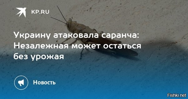 Саранча уже залезает в квартиры во временно оккупированном Запорожье, сообщают 22 июля местные паблики



Проблема с насекомыми становится только хуже. Местные телеграм-каналы теперь сообщают о том, что саранча залетает и в квартиры людей.

Сами насекомые практически размером со столовую ложку. Никаких действий по ликвидации насекомых киевский режим не принимает.
С начала недели жители украинских городов и сёл опубликовали множество видеозаписей нашествия саранчи. Во многих публикациях выражено недовольство бездействием властей.
Рои саранчи стремительно продвигаются по территории и могут нанести серьёзный ущерб урожаю. Вредители особенно активны в Днепропетровской и Запорожской областях.
  

Украинцы! Свергайте киевский бандеровский режим! Все проблемы от Зеленского -гниды.