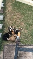 Ну серьезно там этих котиков столько что перебор а в Марокко и тех и других хватает . У нас под домом вот эти лежали , хорошо хоть как у нас зовут маму их , так бы покусала . Я покормил пару раз так они оказалось охраняют территорию так хозяин сказал если хочешь то покупай только курицу им :) дочка каждый день их тискала .