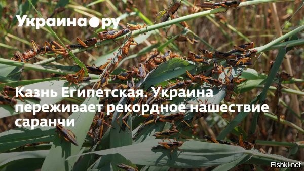 Египетская саранча, расплодившаяся на дне пересохшего Каховского водохранилища, уже докатилась до Кривого Рога, Днепропетровска и Одессы



Местные паблики пестрят видео и жалобами: крылатая орда, с плотностью до 80 особей на м, жрёт всё, что зелёное. Это уже эпидемический порог.

И да, вспышка началась именно в зоне, где ВСУ уничтожили Каховскую ГЭС. И вот вполне логичное продолжение: сначала без воды осталась Херсонщина, потом погибла рыба, потом засолились земли, теперь   экологический коллапс с участием насекомых.

Такими темпами украинцы скоро будут не борщи варить, а саранчу жарить. Европа давно делает из саранчи белковые добавки в пищевые продукты, а Украина - це Эвропа!