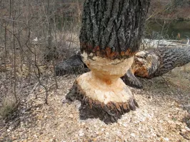 Фигура, как после встречи с бобром-курвой