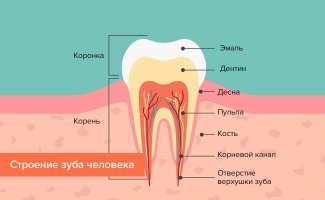 "Анатомию ты что-ли не учил в своём дворце?"(с)
Отбитая от корней коронка не прирастет обратно - "регенерация зубов невозможна. Эта часть организма человека, которая не имеет способности восстанавливаться самостоятельно"(с)
А вот при вставке обратно всего зуба корни действительно могут удерживаться при регенерации периодонта, костной и мягких тканях челюсти, даже болеть не будет (нерв же разорван), только сразу поприветствуем пульпит (кровоснабжение зуба нарушено), а то и тяжелый периодонтит (вплоть до моментом в море)...
В общем, без серьёзной работы стоматолога лучше не рисковать - о спасении людей дельфинами рассказывают только те кого толкали в сторону берега.