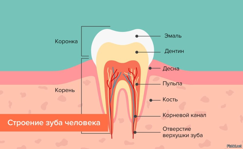 "Анатомию ты что-ли не учил в своём дворце?"(с)
Отбитая от корней коронка не прирастет обратно - "регенерация зубов невозможна. Эта часть организма человека, которая не имеет способности восстанавливаться самостоятельно"(с)
А вот при вставке обратно всего зуба корни действительно могут удерживаться при регенерации периодонта, костной и мягких тканях челюсти, даже болеть не будет (нерв же разорван), только сразу поприветствуем пульпит (кровоснабжение зуба нарушено), а то и тяжелый периодонтит (вплоть до моментом в море)...
В общем, без серьёзной работы стоматолога лучше не рисковать - о спасении людей дельфинами рассказывают только те кого толкали в сторону берега.