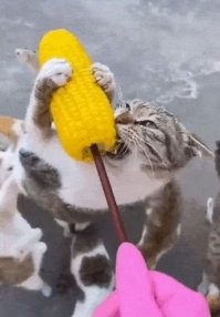 Нидайбох так оголодать..  (с)