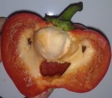 20 разрезов, открывающих невидимый мир обычных предметов