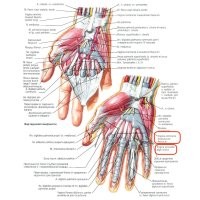 Полез проверить информацию и вот что обнаружил!!!
"Vagina communis"... 
Цитата из гугла:
"Communis" - это латинское слово, которое переводится как "общий" или "обычный". 
То есть обшая вагина?!!! Теперь я знаю причину онанизма!