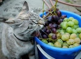 А кошки и собаки знают о ядовитом винограде?
Пара ягод ещё никого не отравила...