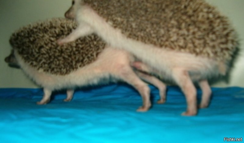 Лишь о политике