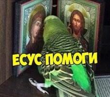 Впечатляющее количество саранчи в Дагестане