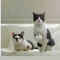 Спасение котенка в Томске