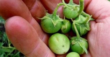 Не ботву, а ягоды жрали. А они ядовитые.