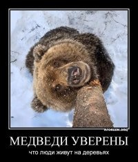 Молчаливый репортаж с дерева