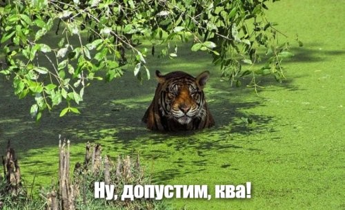 Различные лягушки в детстве и взрослом возрасте
