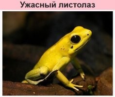 Пусть эту подержит (только дикую, на домашнем рационе у неё яд пропадает), долго не проживёт!