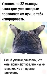 Котёнок не хочет покидать приют без своего брата