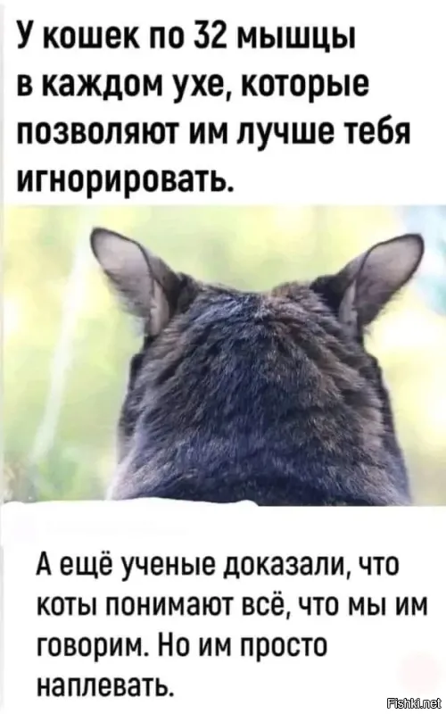 Котёнок не хочет покидать приют без своего брата