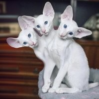 Не ищите здесь смысл. Здесь в основном маразм