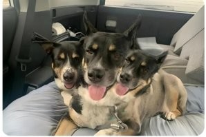 Котоцербер. 
Антипод Цербера.