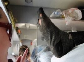 Мечты, мечты..., а вот реальность!