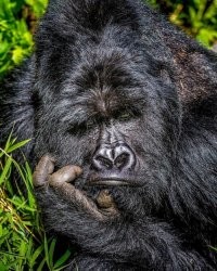 Тренер напал на рефери на чемпионате Европы по боксу среди школьников