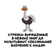 Петухи, одним словом
