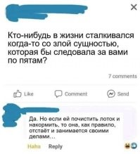Забавные реакции котов на корм