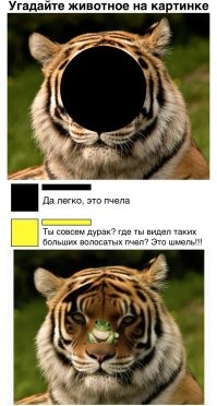 «Тигр загнал на ЛЭП»: в Приморье хищник стал официальной причиной опоздания на работу