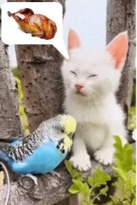 Был я в деревне у друга, так там тоже такая дружба была, прям не разлей вода, а в один прекрасный момент взял и отъел попке голову, наверное охотничий инстинкт взыграл!