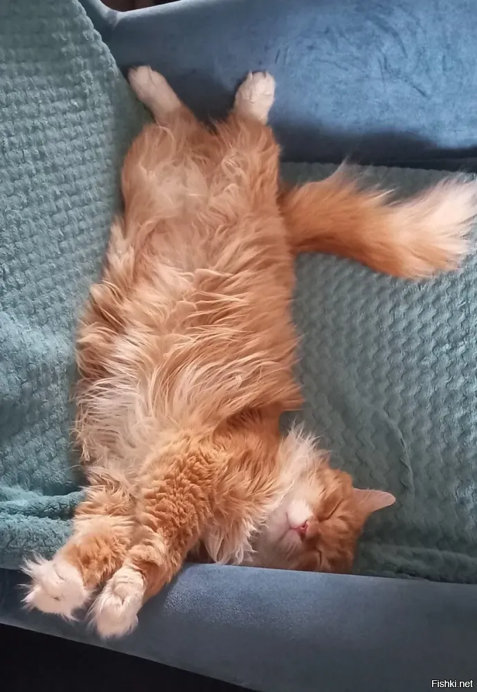 Солянка от 03.08.2025